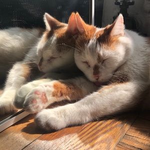 Meet your Posher, Hazel